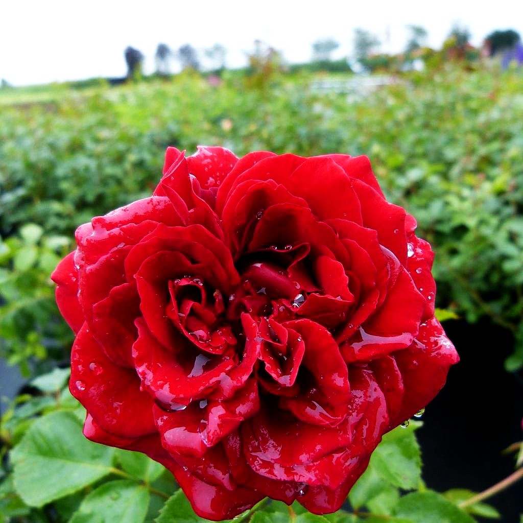 Kletterrose 'Naheglut' -R- (Rosa KL IV)