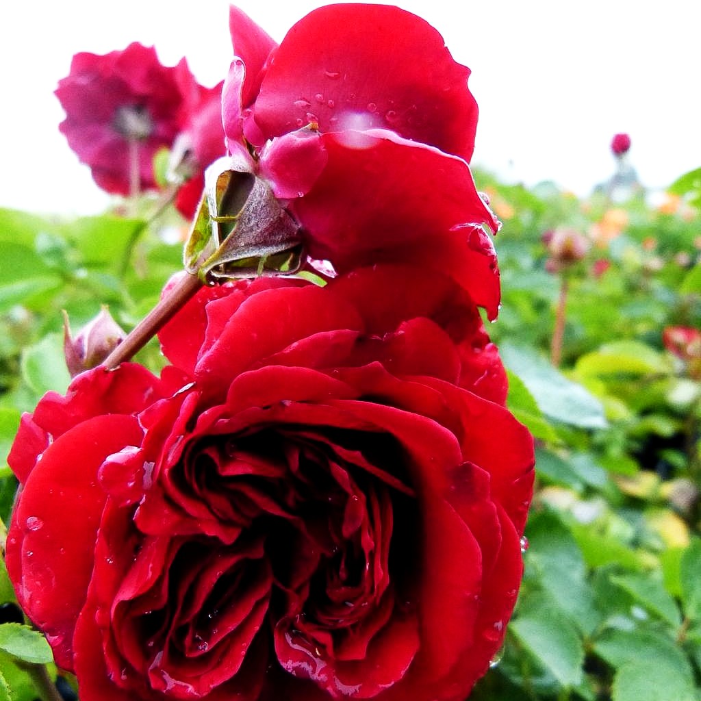 Kletterrose 'Naheglut' -R- (Rosa KL IV)