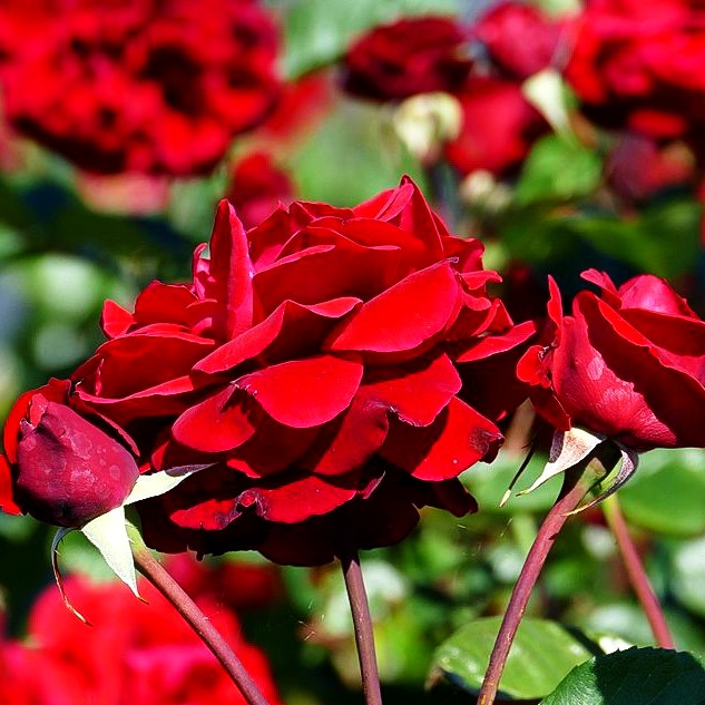 Kletterrose 'Naheglut' -R- (Rosa KL IV)