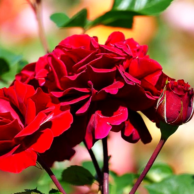 Kletterrose 'Naheglut' -R- (Rosa KL IV)