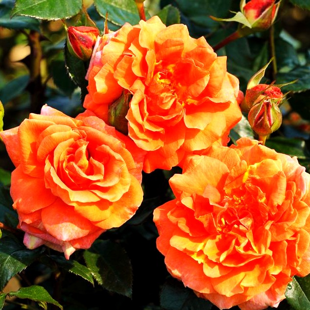 Kletterrose 'Naranga' -R- (Rosa KL V)