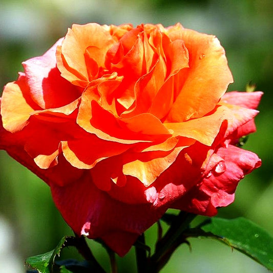 Kletterrose 'Naranga' -R- (Rosa KL V)