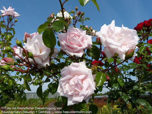 Kletterrose 'New Dawn' 'New Dawn' (Rosa  KL V)