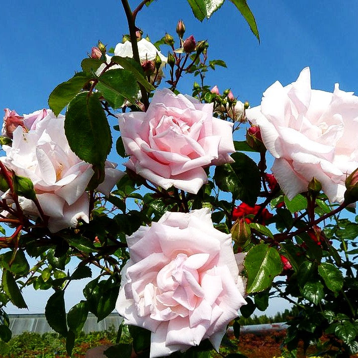 Kletterrose 'New Dawn' (Rosa KL V)