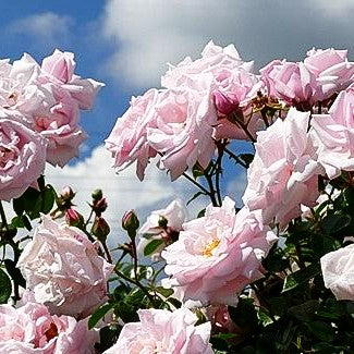 Kletterrose 'New Dawn' (Rosa KL V)