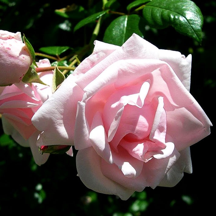 Kletterrose 'New Dawn' (Rosa KL V)