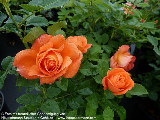 Kletterrose 'Orange Dawn' (Rosa  KL V)