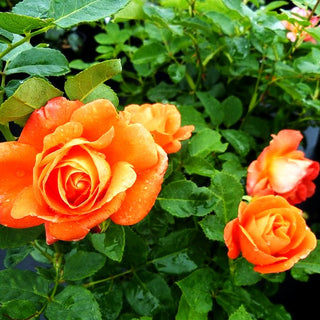 Kletterrose 'Orange Dawn' (Rosa KL V)