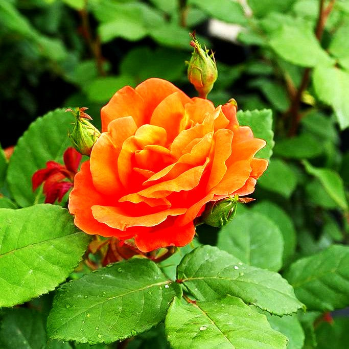 Kletterrose 'Orange Dawn' (Rosa KL V)
