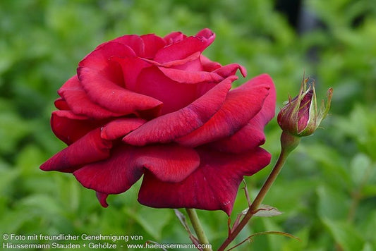 Kletterrose 'Red Flame'  -R- 'Red Flame' (Rosa  KL VI)