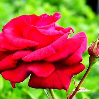 Kletterrose 'Red Flame' -R- (Rosa KL VI)