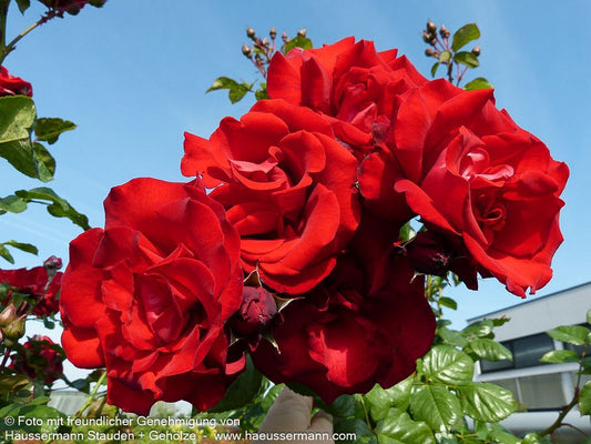 Kletterrose 'Santana' (Rosa  KL V)