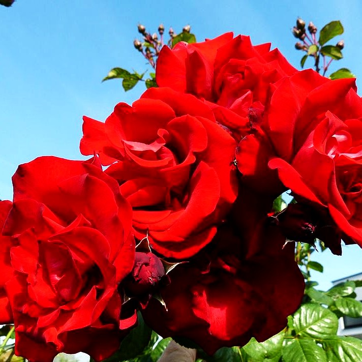 Kletterrose 'Santana' (Rosa KL V)
