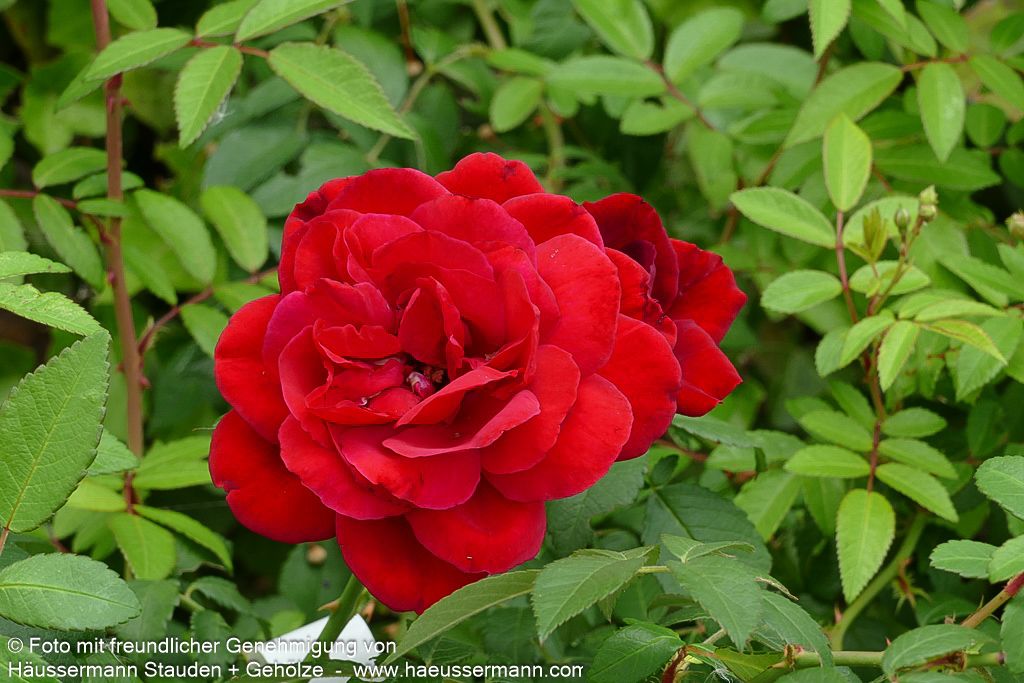 Kletterrose 'Santana' (Rosa  KL V)