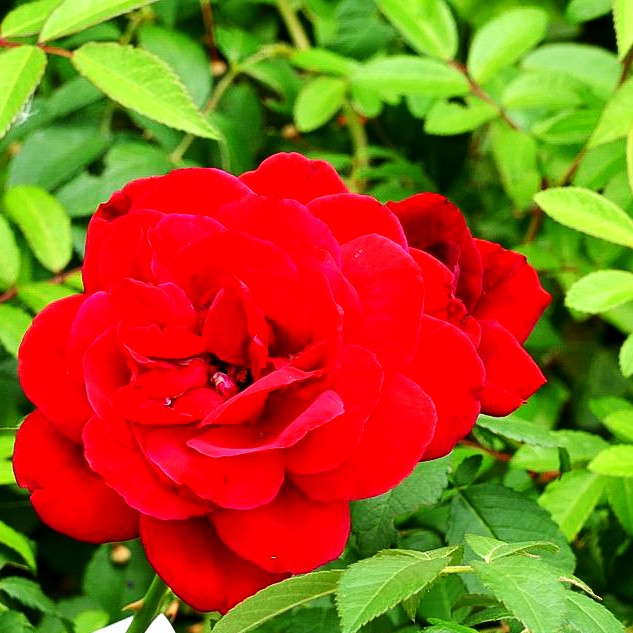 Kletterrose 'Santana' (Rosa KL V)