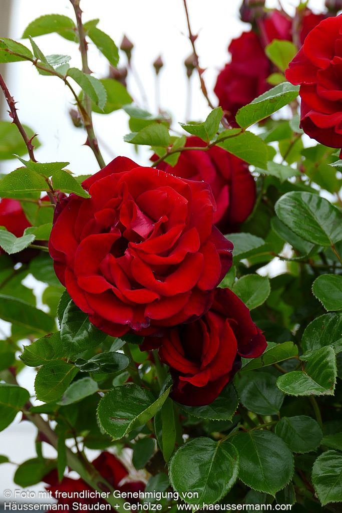 Kletterrose 'Santana' (Rosa  KL V)