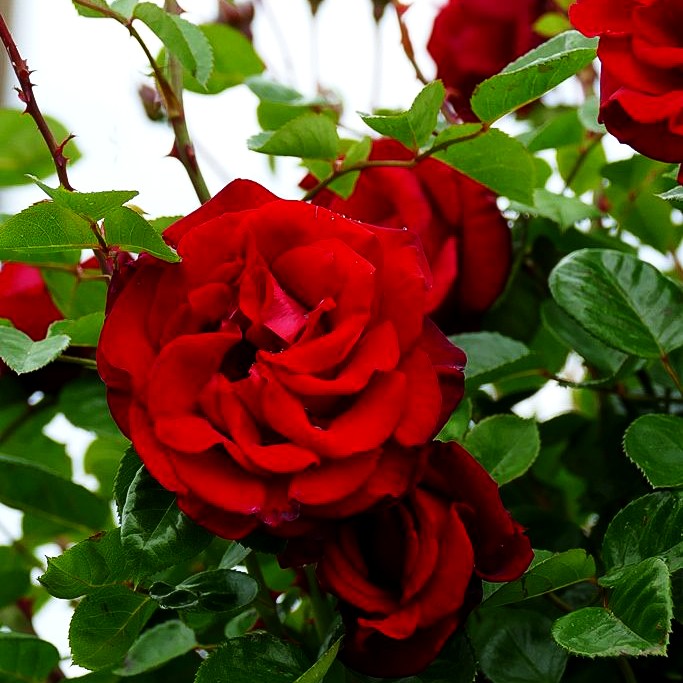 Kletterrose 'Santana' (Rosa KL V)