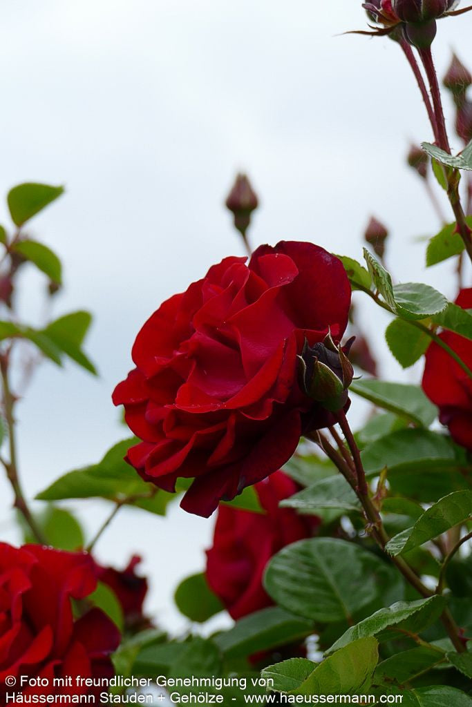 Kletterrose 'Santana' (Rosa  KL V)