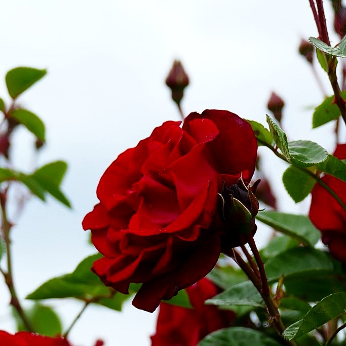 Kletterrose 'Santana' (Rosa KL V)