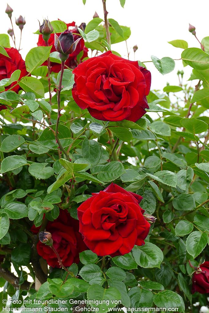 Kletterrose 'Santana' (Rosa  KL V)