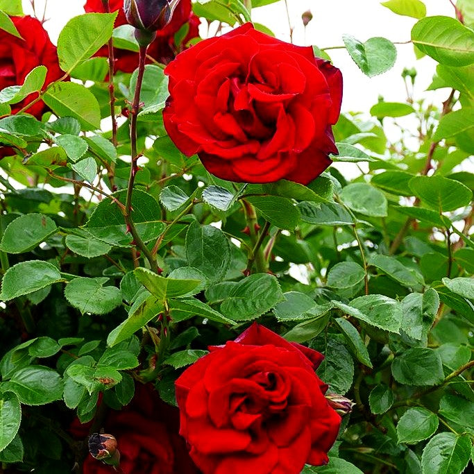 Kletterrose 'Santana' (Rosa KL V)