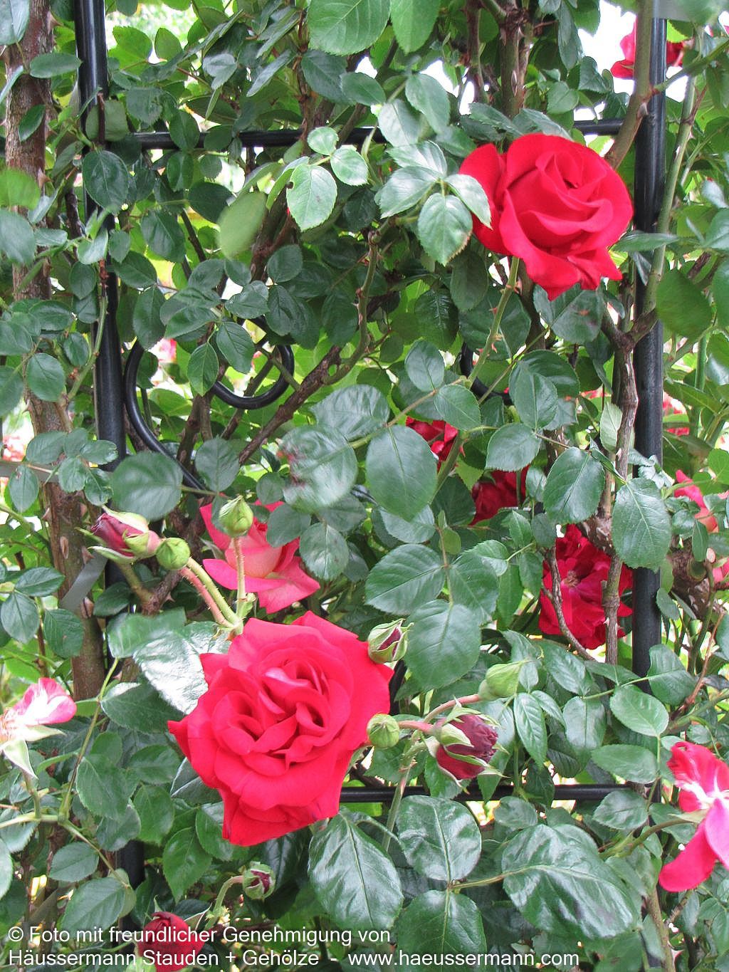 Kletterrose 'Santana' (Rosa  KL V)