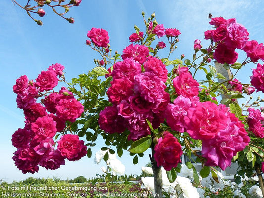 Kletterrose 'Super Dorothy' (Rosa  KL V)