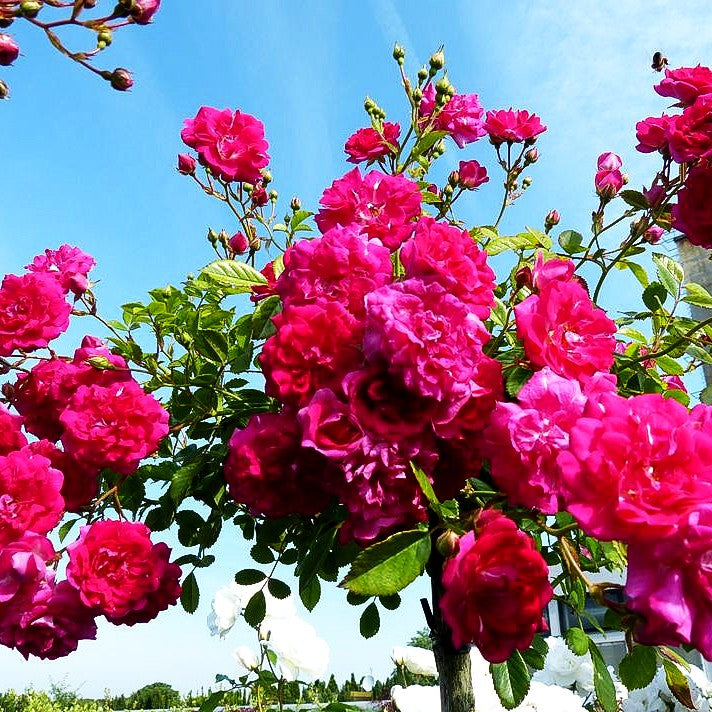 Kletterrose 'Super Dorothy' (Rosa KL V)