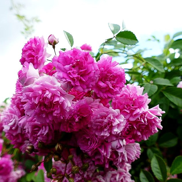 Kletterrose 'Super Dorothy' (Rosa KL V)