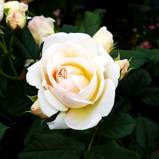 Kletterrose 'Uetersener Klosterrose' -R- (Rosa KL V)
