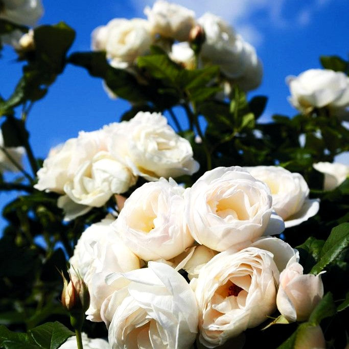 Kletterrose 'Uetersener Klosterrose' -R- (Rosa KL V)