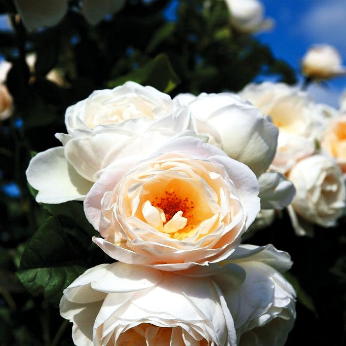 Kletterrose 'Uetersener Klosterrose' -R- (Rosa KL V)