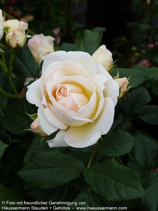 Kletterrose 'Uetersener Klosterrose'  -R- 'Uetersener Klosterrose' (Rosa  KL V)