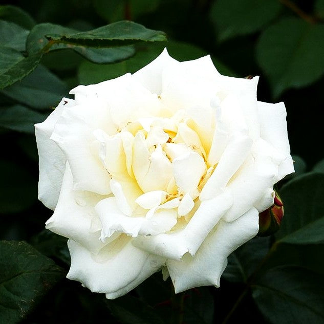 Kletterrose 'White Cockade' (Rosa KL V)