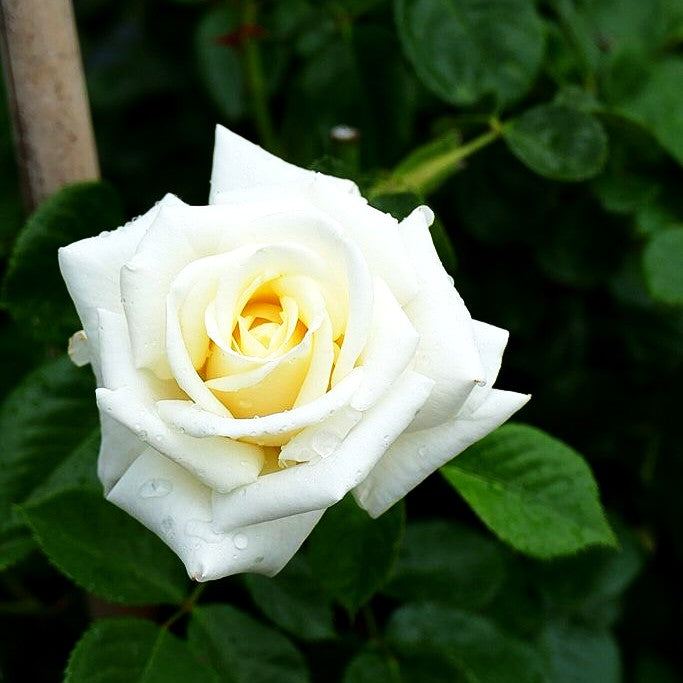 Kletterrose 'White Cockade' (Rosa KL V)