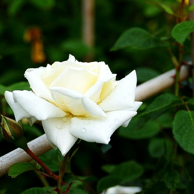 Kletterrose 'White Cockade' (Rosa KL V)