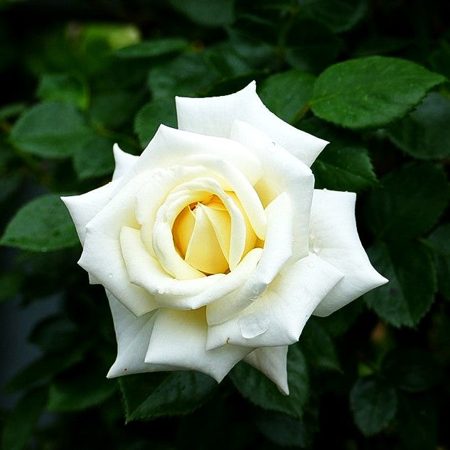 Kletterrose 'White Cockade' (Rosa KL V)