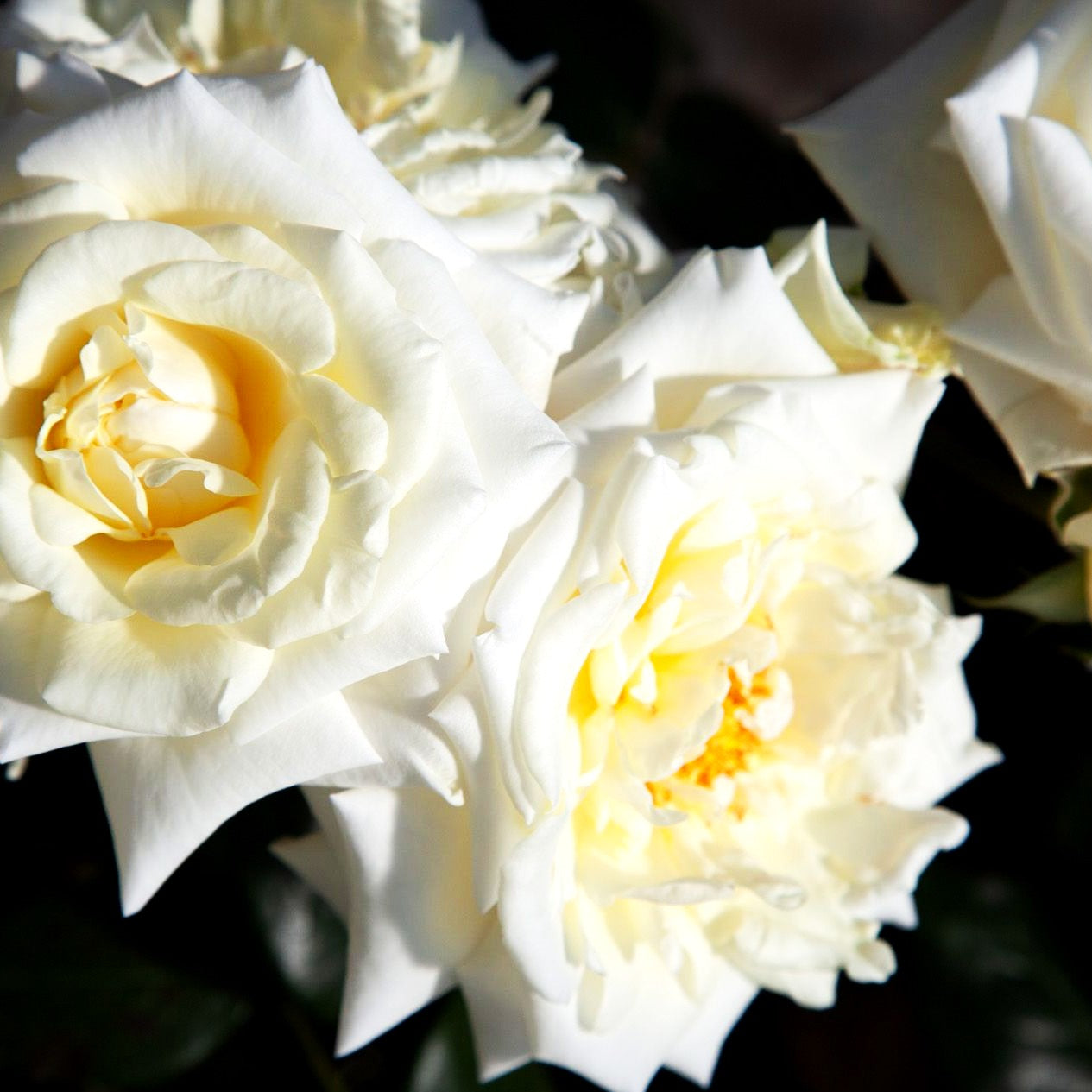 Kletterrose 'White Cockade' (Rosa KL V)