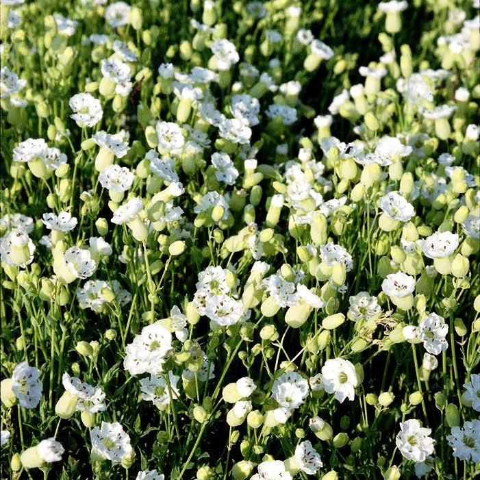 Klippen-Leimkraut 'Weißkehlchen' (Silene uniflora)