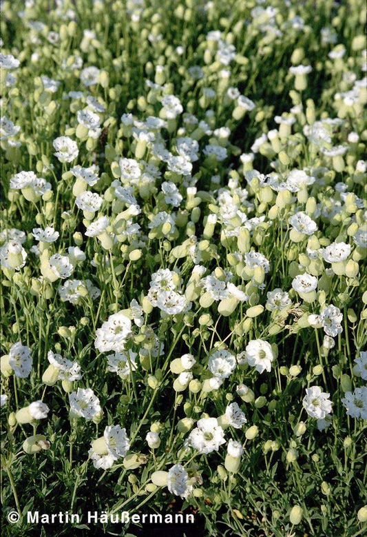 Klippen-Leimkraut 'Weißkehlchen' (Silene uniflora)