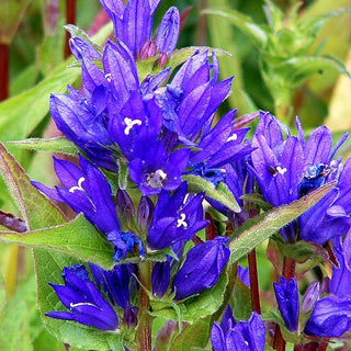 Knäuel-Glockenblume 'Acaulis' (Campanula glomerata)