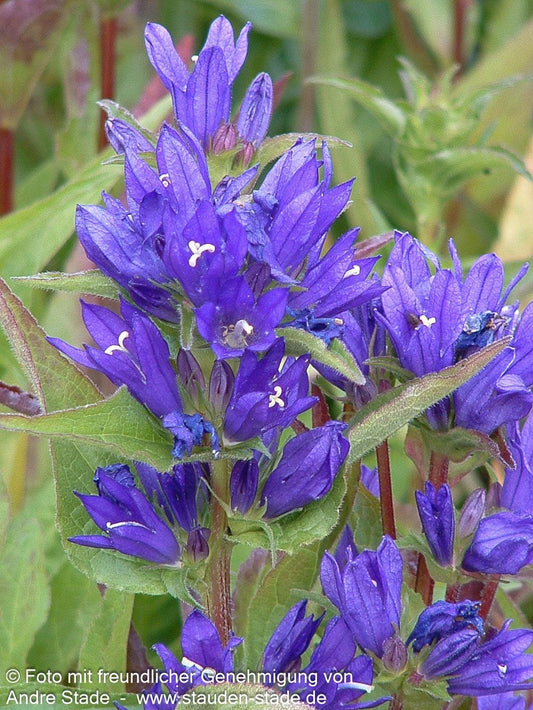 Knäuel-Glockenblume 'Acaulis' (Campanula glomerata)
