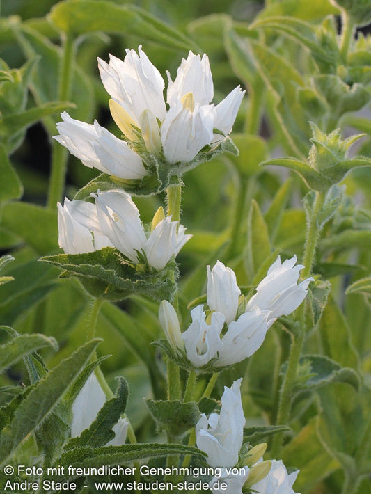 Knäuel-Glockenblume 'Alba' (Campanula glomerata)