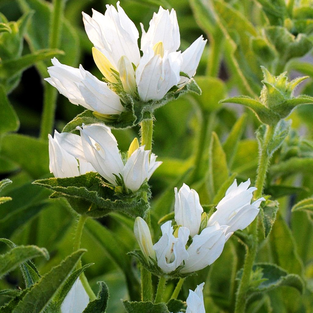 Knäuel-Glockenblume 'Alba' (Campanula glomerata)