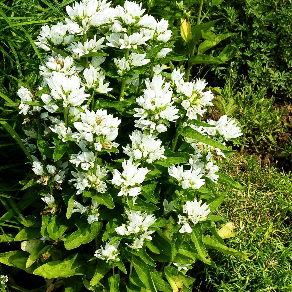 Knäuel-Glockenblume 'Alba' (Campanula glomerata)
