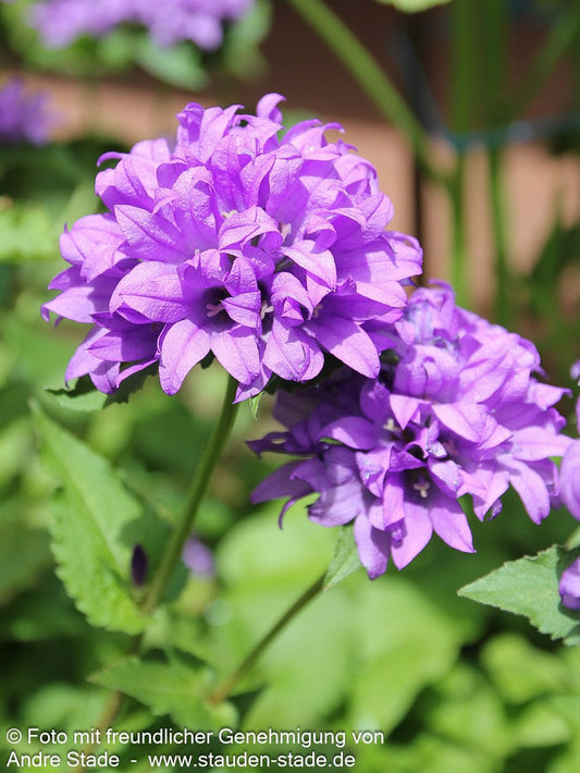 Knäuel-Glockenblume 'Dahurica' (Campanula glomerata)