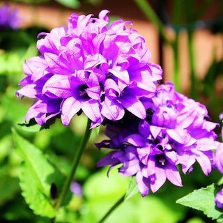 Knäuel-Glockenblume 'Dahurica' (Campanula glomerata)