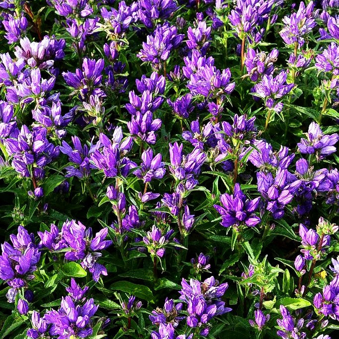 Knäuel-Glockenblume 'Dahurica' (Campanula glomerata)