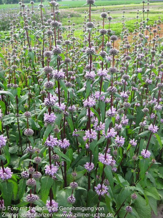 Knollen-Brandkraut 'Amazone' (Phlomis tuberosa)