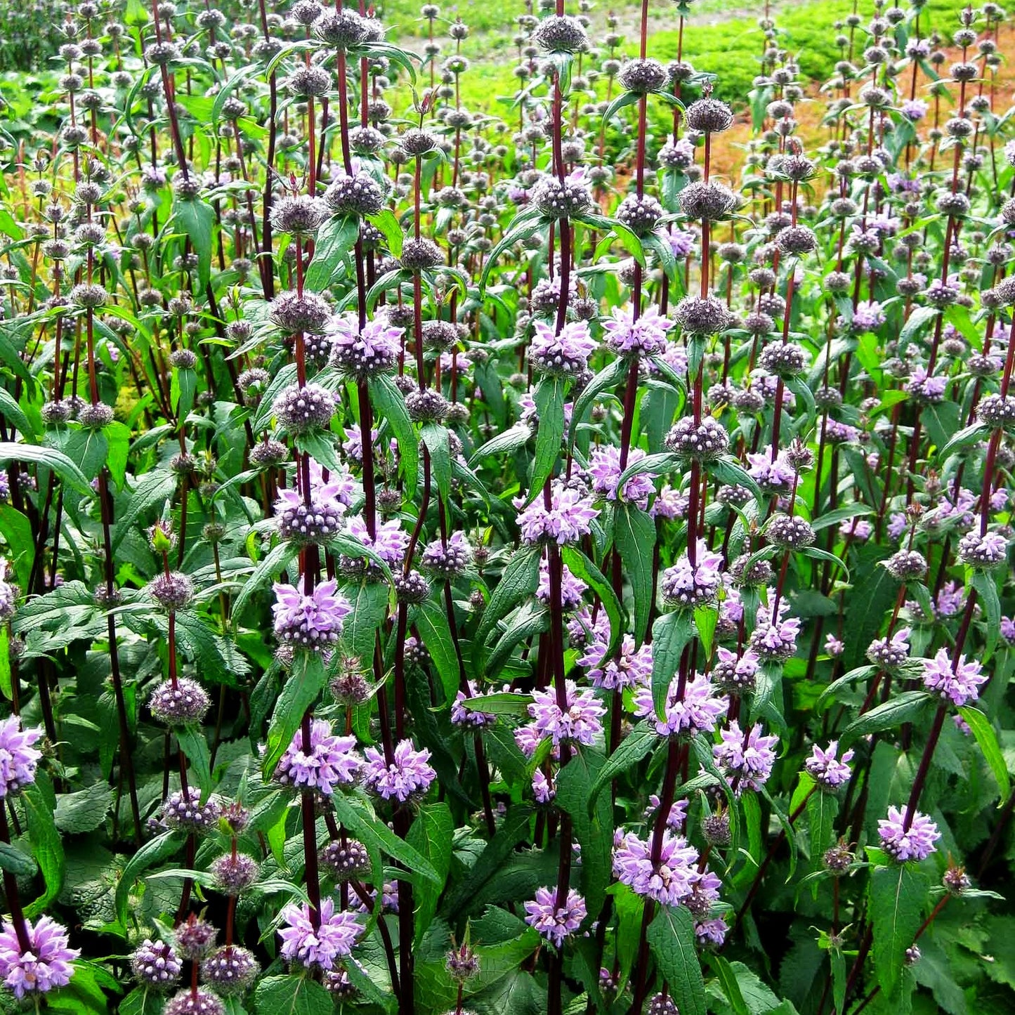 Knollen-Brandkraut 'Amazone' (Phlomis tuberosa)